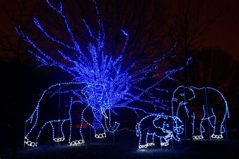 Plan To Visit ZooLight Safari - Brannon Honda