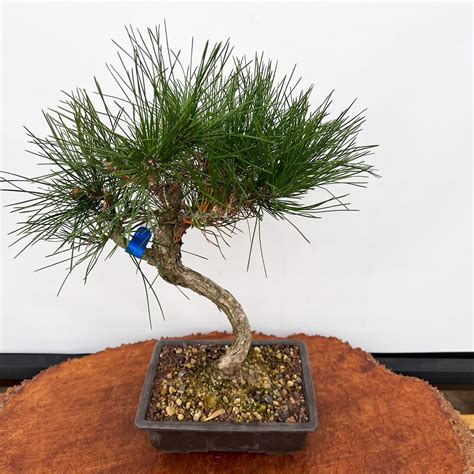 Japanese Black Pine Bonsai (7946) at BonsaiOutlet.com