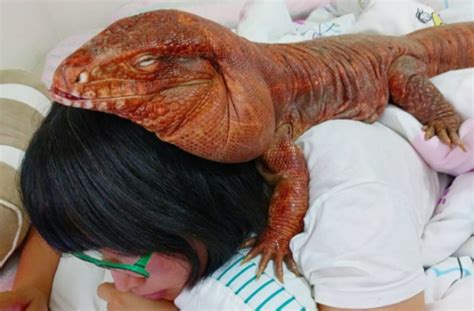 This woman and her giant pet lizard are best friends and internet ...