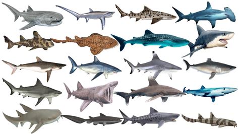 Different Types Of Sharks In The World