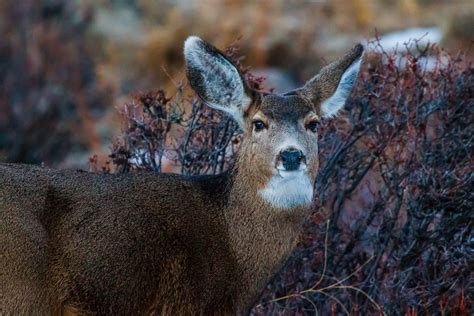 Wildlife of Rocky Mountain National Park | Nature Photography