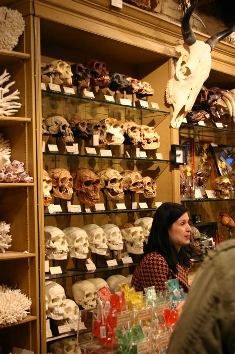 Fossil Human/Hominid Skulls | Taken at the Evolution Store, … | Flickr