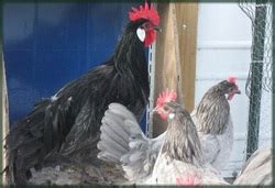 Breeds of Chickens - M&J Youth Farms