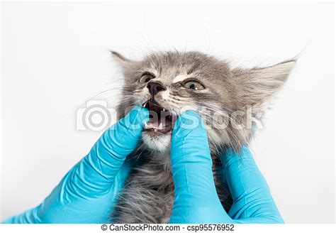 Examination of milk teeth in a 1 or 2 month old kitten. dentistry for ...