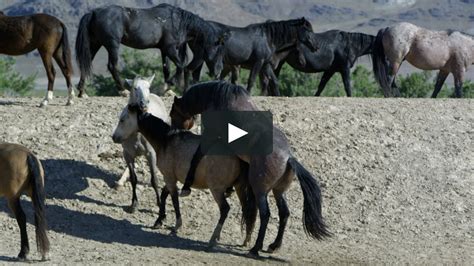 Two wild horses mating as other horses seem concerned. | Vimeo Stock