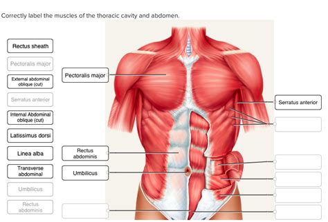 Solved Correctly label the muscles of the thoracic cavity | Chegg.com