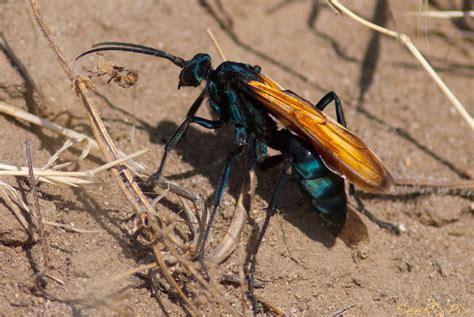 Tarantula Hawk (Pepsis Wasp) | Over 3" long with a sting tha… | Flickr