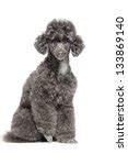 Miniature Poodle Dog Free Stock Photo - Public Domain Pictures