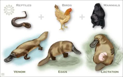 10 Interesting Platypus Facts - My Interesting Facts