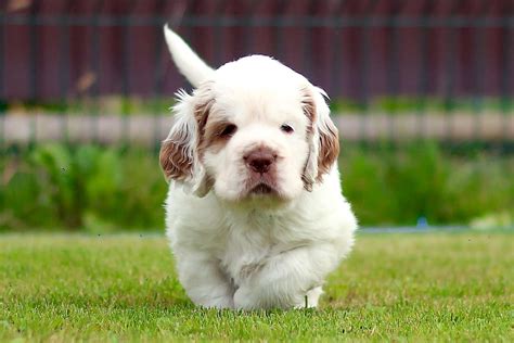 Clumber Spaniel Dog Breed Information and Characteristics