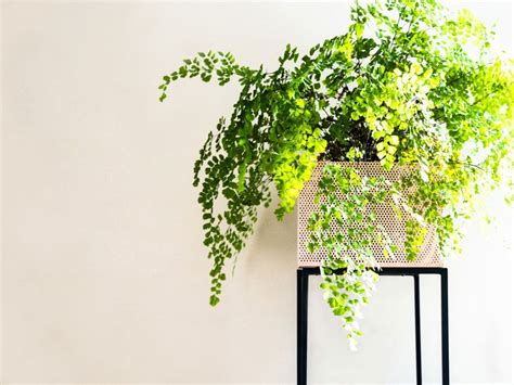 Maidenhair Fern Indoor Growing: How To Care A Maidenhair Fern Inside