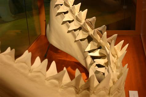 Ancestral Great White Shark Teeth | Carcharodon megalodon Vi… | Flickr