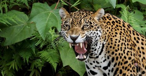 Jaguar Teeth: Everything You Need To Know - A-Z Animals