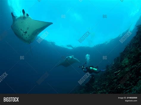 Manta Ray Diving Image & Photo (Free Trial) | Bigstock