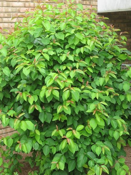 Viburnum prunifolium (Blackhaw, Black Haw, Blackhaw Viburnum, Nannyberry, Plum Leaf Viburnum ...