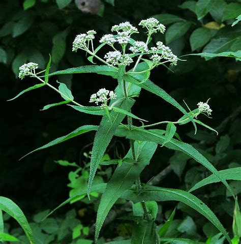 Eupatorium perfoliatum page