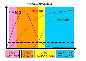 transportar Permeabilidad amante epstein barr anti vca igg positivo ...