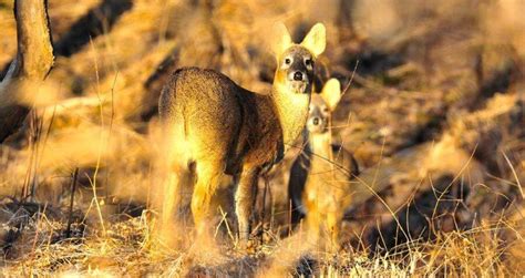 New Photos Capture Flourishing Wildlife In Korean DMZ