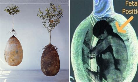 These Organic Burial Pods Turn Dead Bodies Into Trees – Awareness Act