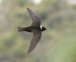 Bird Species - Swallow - like | MERCXALI
