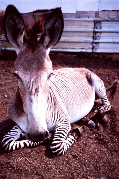 The Coburn Report: Shock The Zonkey!