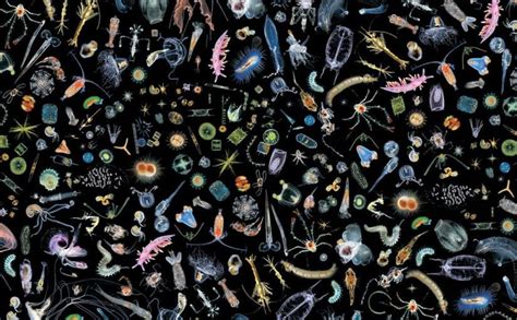 Meet the Zooplankton: Tiny and Tenacious – On the Ocean | Deep sea creatures, Plankton, Microscopic