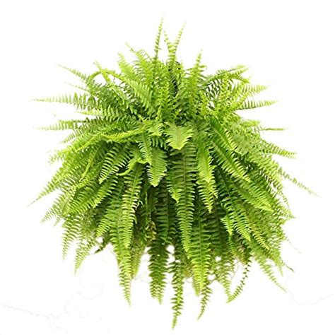 Complete Guide to Boston Ferns: How to Grow & Care For Them