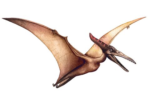 Pterodactyls Could Fly From Birth - intoBirds