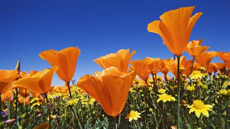 Download Orange Flower Orange (Color) Nature Flower Poppy 4k Ultra HD Wallpaper