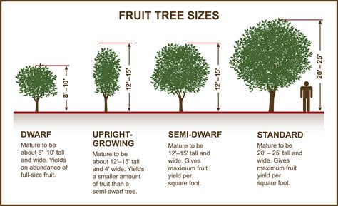 Tips for Selecting Fruit & Nut Trees » Planting & Care » Tomorrow's Harvest