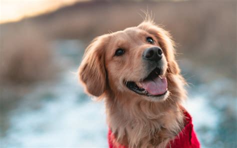 Download Dog Animal Golden Retriever 4k Ultra HD Wallpaper