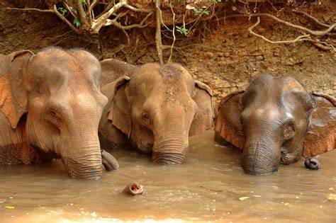 Help Rescued Elephants at the Cambodia Elephant Sanctuary