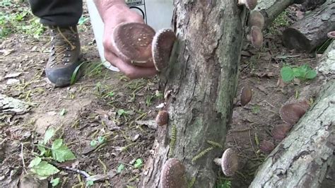 Mushroom Farming (video) – Cooking Up a Story