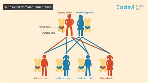 Types Of Inheritance 1autosomal Dominant Inheritance - vrogue.co
