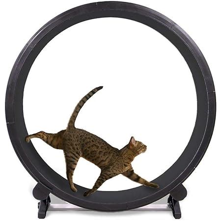 Amazon.com : One Fast Cat Exercise Wheel - Black : Pet Supplies