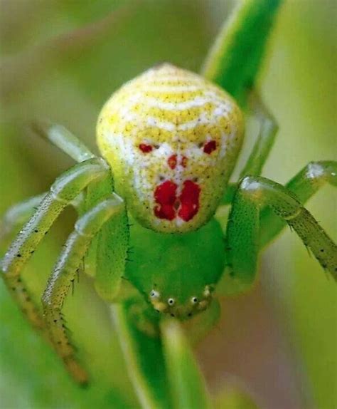 Clown crab spider...wtf Beautiful Bugs, Amazing Nature, Mantis Religiosa, Crab Spider, Spider ...