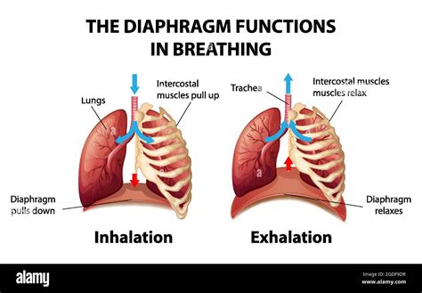 Diaphragm Breathing Diagram