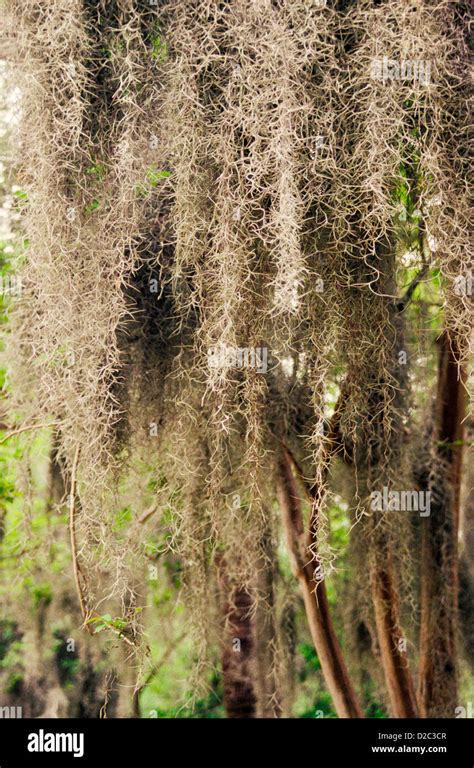 Georgia, Savannah. Spanish Moss Stock Photo - Alamy