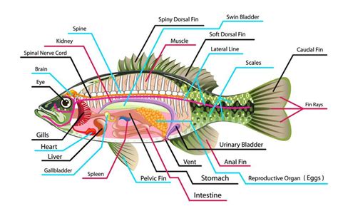 Fish Anatomy, Animal Anatomy, Human Body Organs, Human Body Parts ...