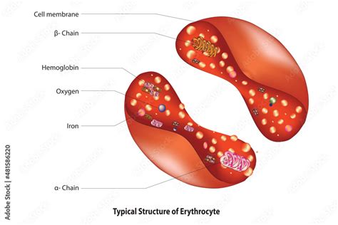 Red blood cell structure (labeled diagram of erythrocyte ) Stock Vector | Adobe Stock