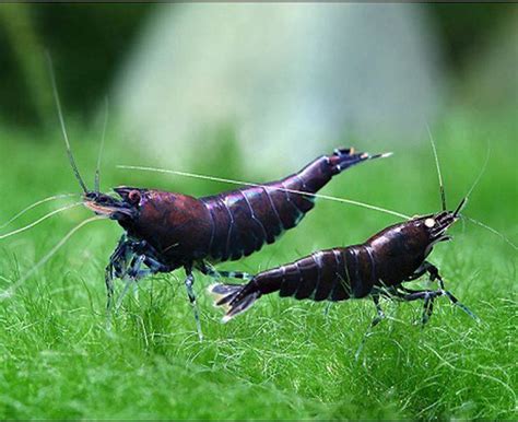 Freshwater Shrimp - Orange-Eye Blue Tiger Bee Shrimp - Arizona Aquatic ...