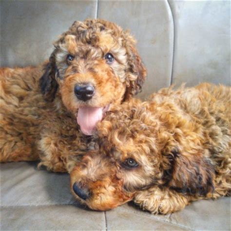 View Ad: Komondor-Poodle (Standard) Mix Puppy for Sale near North Carolina, BLACK MOUNTAIN, USA ...