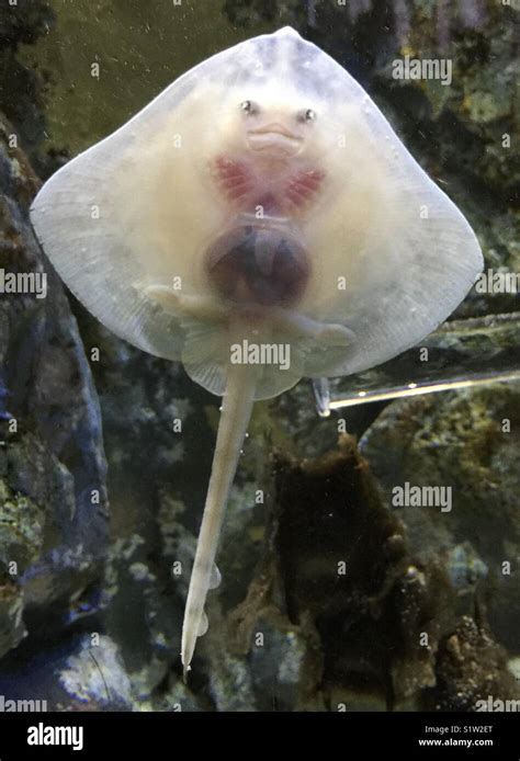 Baby stingray hi-res stock photography and images - Alamy