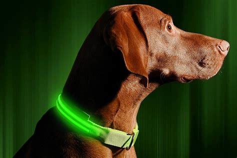 5 Best Rechargeable LED Dog Collars - Price and Features