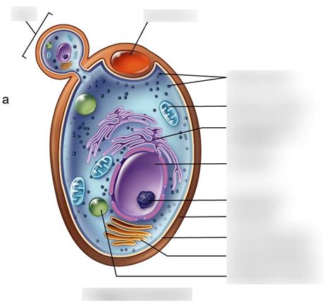 Yeast Cell Structure