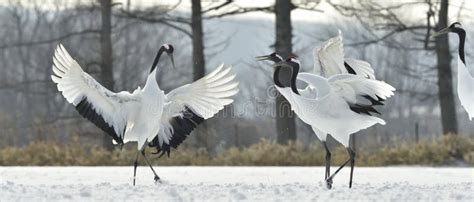 Dancing Cranes. the Ritual Marriage Dance of Cranes. the Red-crowned Crane Stock Image - Image ...