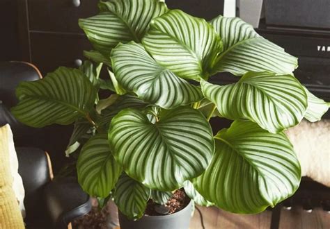 How To Care For The Lush Calathea Orbifolia - Garden Lively