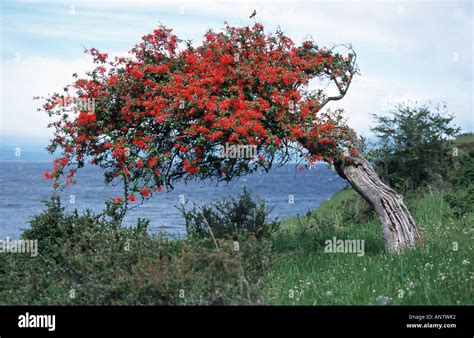 Chilean fire bush (Embothrium coccineum), blooming, formed by the Stock Photo: 8823345 - Alamy