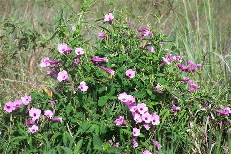 APOCYNACEAE | Pybio Paraguay Biodiversidad