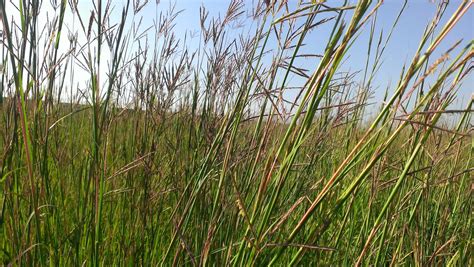 Observations in Agriculture: Big Bluestem